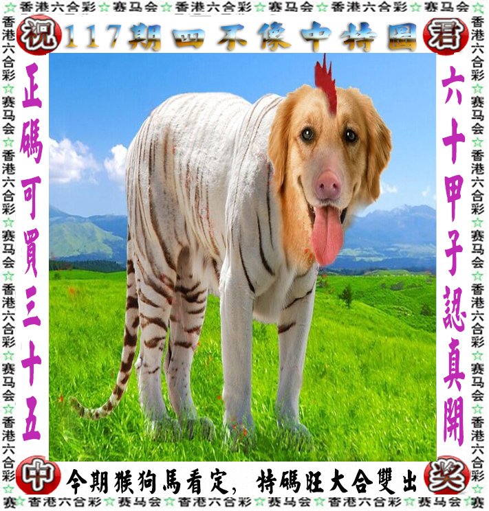王中王四不像一肖論壇，探索神秘論壇的世界，王中王四不像一肖論壇，神秘論壇世界的探索之旅
