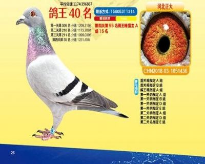 王中王四馬一肖，探尋背后的故事與奧秘，王中王四馬一肖，背后的故事與奧秘探尋