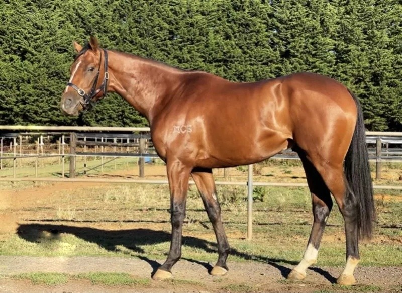 今晚澳門特馬開什么？今晚四不像的探討，今晚澳門特馬開彩結(jié)果及四不像探討
