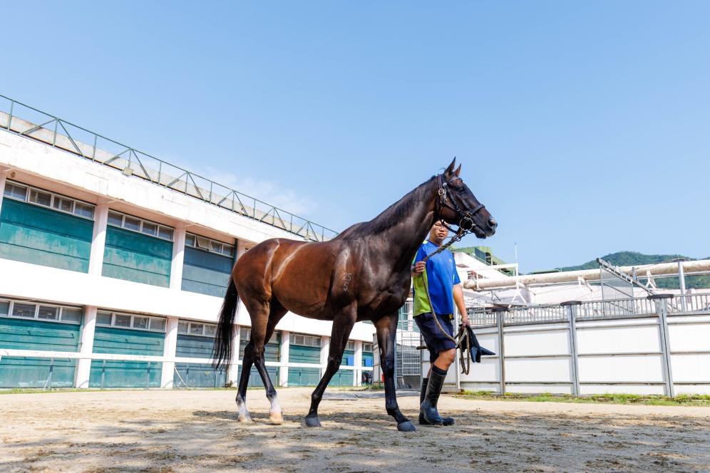 香港賽馬，77777與88888的激情碰撞，香港賽馬盛宴，激情碰撞的77777與88888對(duì)決