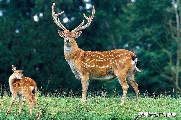 最新版本的6566cc澳彩資料大全介紹與特色功能解析，圖庫(kù)升級(jí)亮點(diǎn)一覽，最新6566cc澳彩資料大全介紹與特色功能解析，圖庫(kù)升級(jí)亮點(diǎn)全揭秘