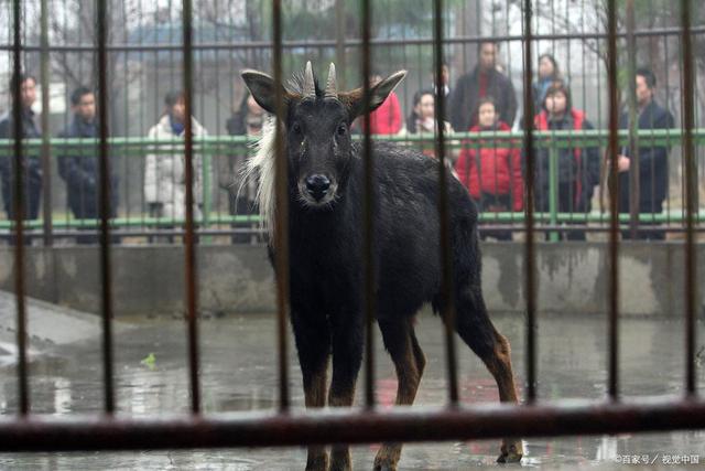 四不像王中王資料一肖，揭秘神秘傳說與獨(dú)特魅力，揭秘四不像王中王神秘傳說與獨(dú)特魅力，一肖資料解析