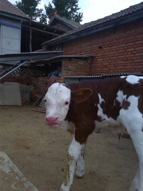 王中王四不像猜一肖，神秘謎題背后的奧秘與SEO洞察，王中王四不像猜一肖，神秘謎題背后的奧秘與SEO洞察揭秘