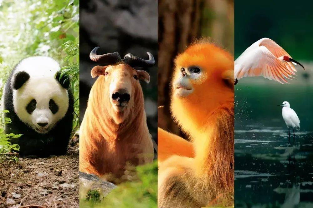 揭秘十二生肖之王，揭秘神秘的王中王20一肖動物圖，揭秘十二生肖之王，神秘王中王與生肖動物圖揭秘