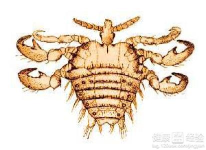男性陰虱病圖片及其相關(guān)知識解析，男性陰虱病圖片與知識解析全攻略