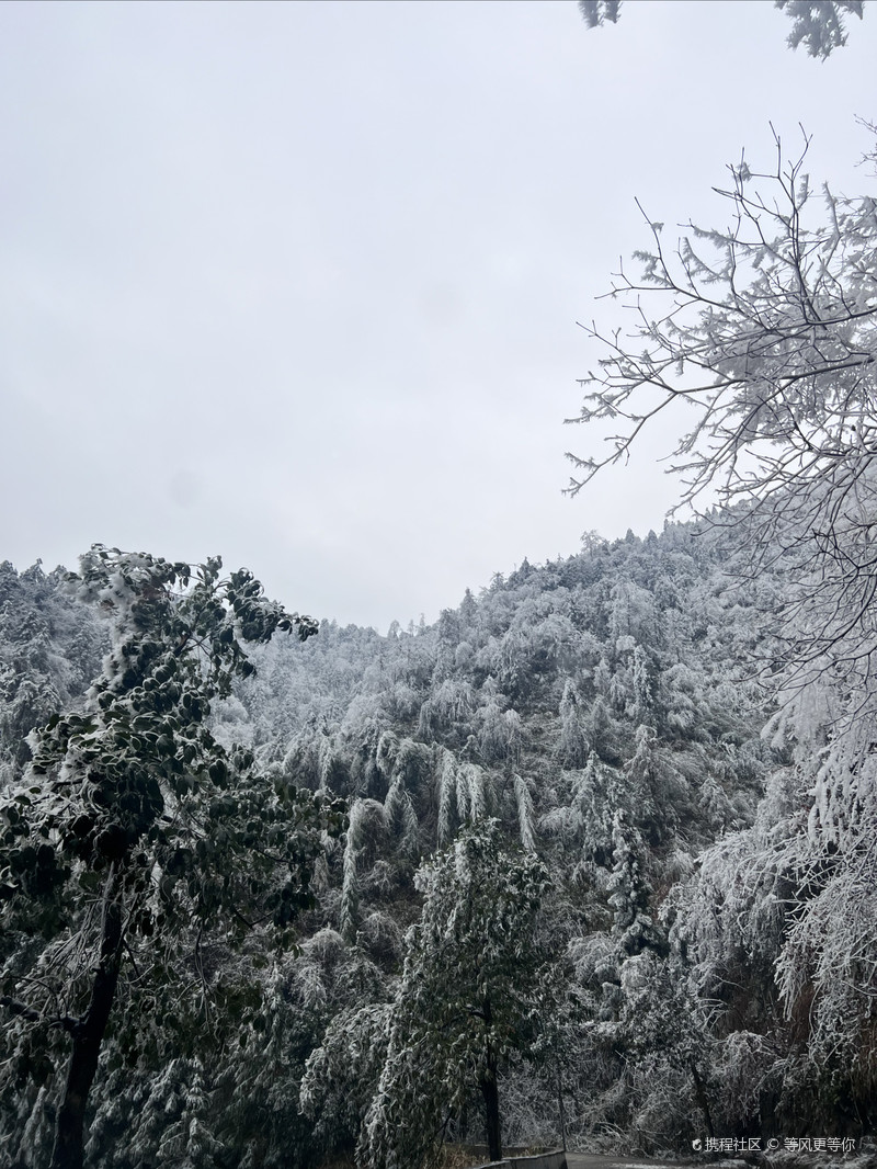 雪峰山國家森林公園，自然之美的瑰寶，雪峰山國家森林公園，自然之美的璀璨瑰寶