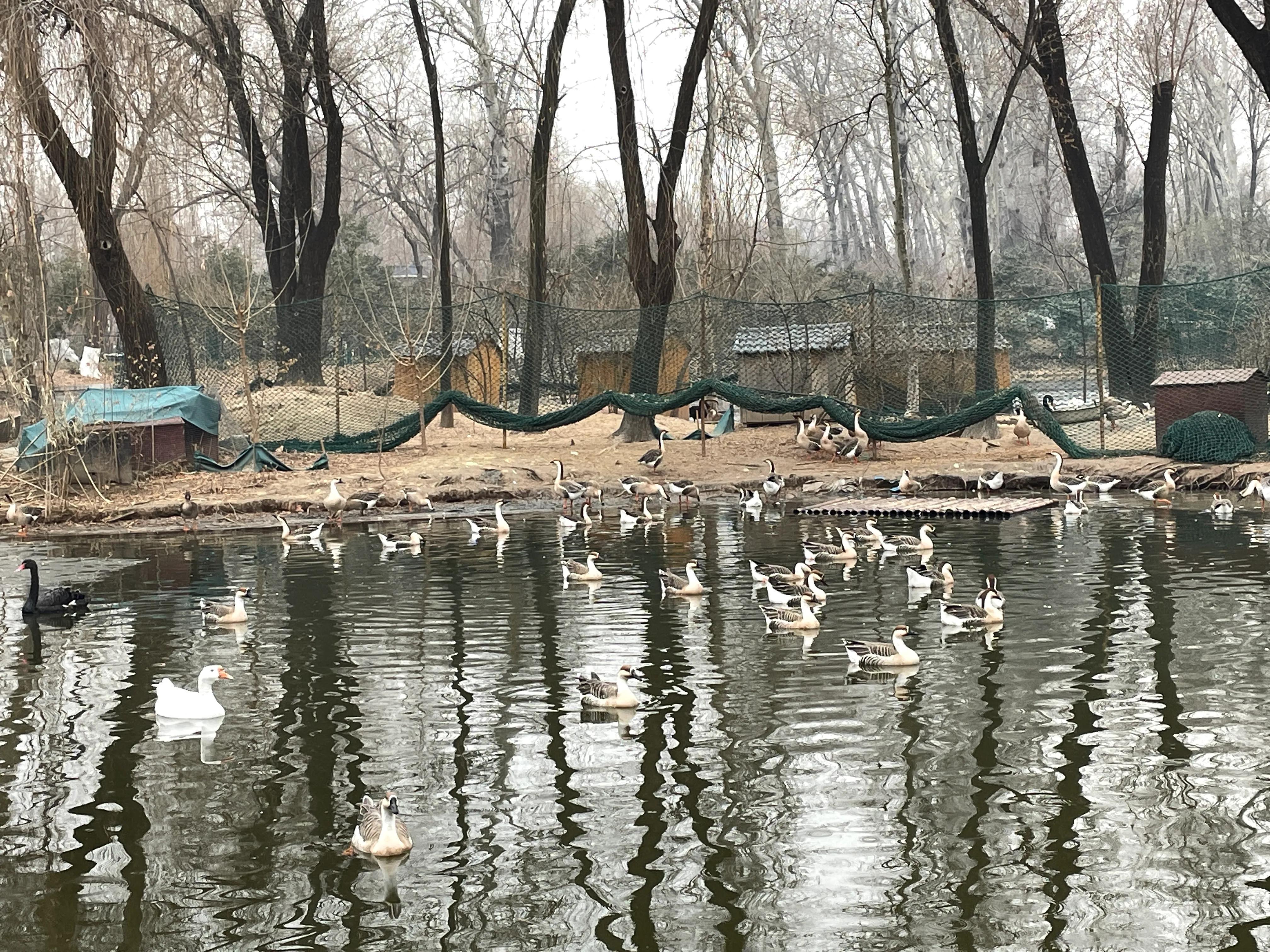 濟(jì)南動(dòng)物園一日游攻略，精彩紛呈的一天，濟(jì)南動(dòng)物園一日游精彩全攻略，歡樂(lè)紛呈的一天體驗(yàn)！