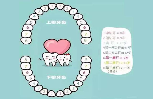 兒童換牙順序圖，了解孩子牙齒成長的秘密，兒童換牙順序圖，揭秘孩子牙齒成長之旅的奧秘