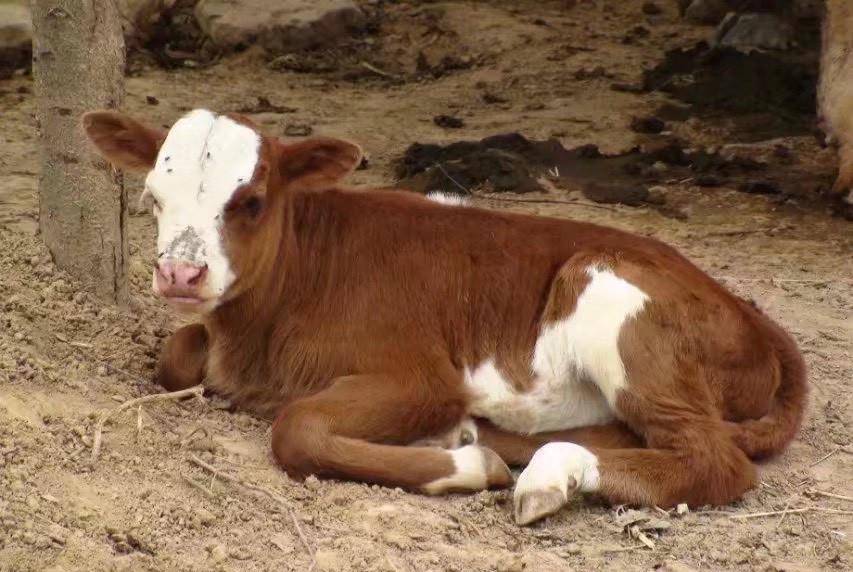 揭秘白姐王中王四不像圖一肖的神秘面紗，揭秘白姐王中王四不像圖一肖，神秘面紗下的真相探索