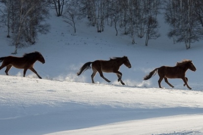 王中王一肖必中四不像，揭秘背后的秘密與真相探索，揭秘王中王一肖四不像背后的真相與秘密探索