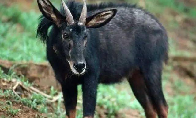 揭秘劉伯溫的四不像猜一肖之謎，劉伯溫四不像猜肖之謎揭秘