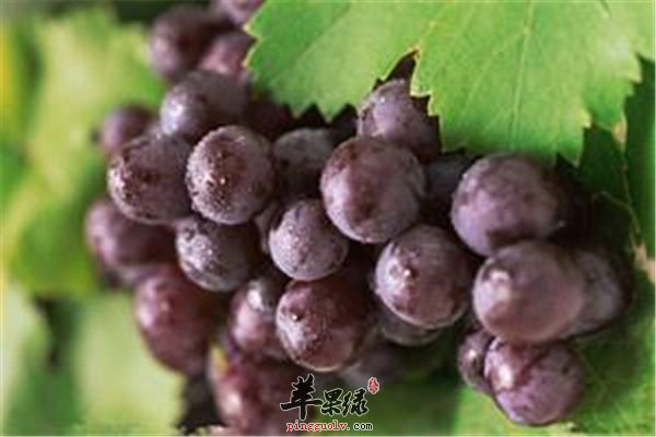 孕婦能否吃葡萄？營養(yǎng)專家為您解答疑惑，孕婦可以吃葡萄嗎？營養(yǎng)專家解答關(guān)于孕婦飲食的疑惑