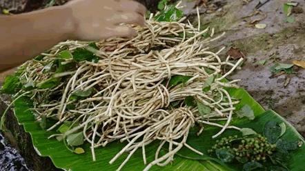 魚腥草并非一級致癌物，真相揭示與科學(xué)解讀，魚腥草真相揭秘，非一級致癌物，科學(xué)解讀與解讀誤區(qū)揭秘