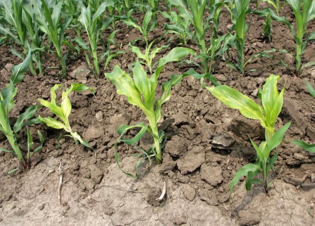 缺鋅的癥狀，揭示隱藏的健康警示，缺鋅癥狀揭秘，隱藏的健康警示標(biāo)志