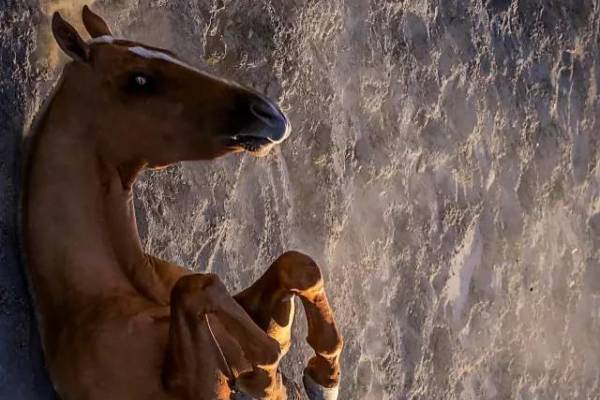 揭秘彩票背后的秘密，揭秘王中王四不像出一肖背后的奧秘，揭秘彩票王中王四不像出一肖背后的神秘秘密