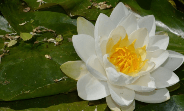 王中王493333www中特馬今晚開(kāi)獎(jiǎng)——探索彩票背后的秘密與策略，彩票背后的秘密與策略探索，王中王493333中特馬今晚開(kāi)獎(jiǎng)揭秘