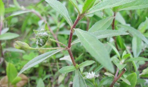 旱蓮草，神奇的功效與作用，旱蓮草的神奇功效與作用