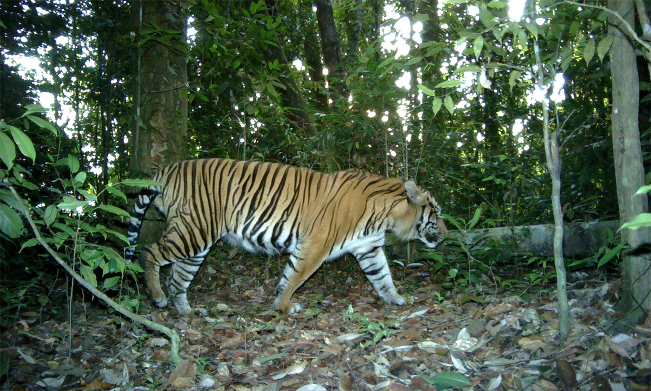 揭秘生肖之謎，茂密森林中的王者，猜一生肖揭曉答案，揭秘生肖王者之謎，森林中的王者揭曉答案，猜一生肖探秘真相