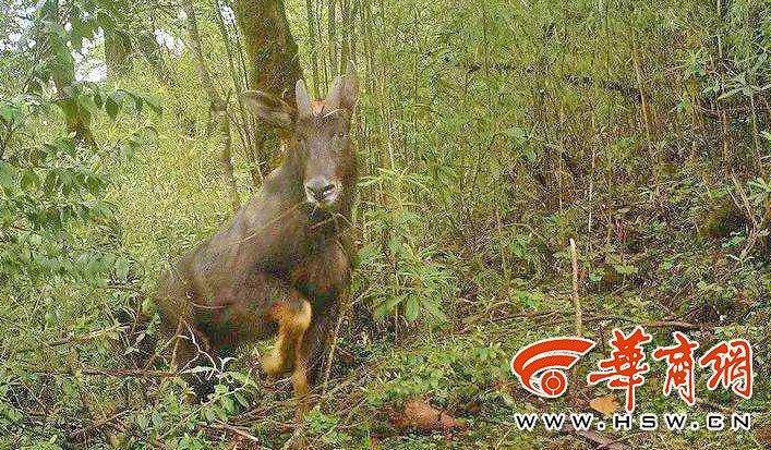 四不像一肖中特王中王——揭秘生肖魅力與獨特之處，揭秘生肖魅力與獨特特征，四不像一肖中特王中王