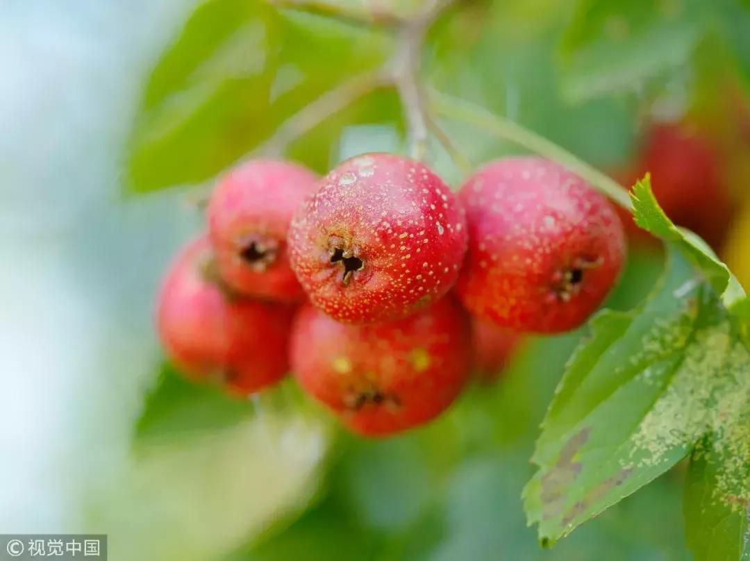 喝檸檬水的好處和壞處，全面解析檸檬水的健康影響，檸檬水健康影響全解析，好處與壞處一覽無余
