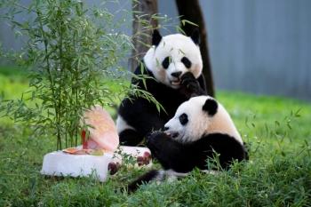 一歲寶寶餐一周菜譜，營養(yǎng)豐富的輔食計(jì)劃，一歲寶寶營養(yǎng)輔食計(jì)劃，一周健康菜譜