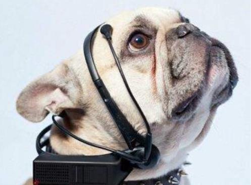 揭秘劉伯溫四不像特一肖圖，探尋神秘傳說背后的真相，揭秘劉伯溫四不像特一肖圖，探尋神秘傳說背后的真相探索