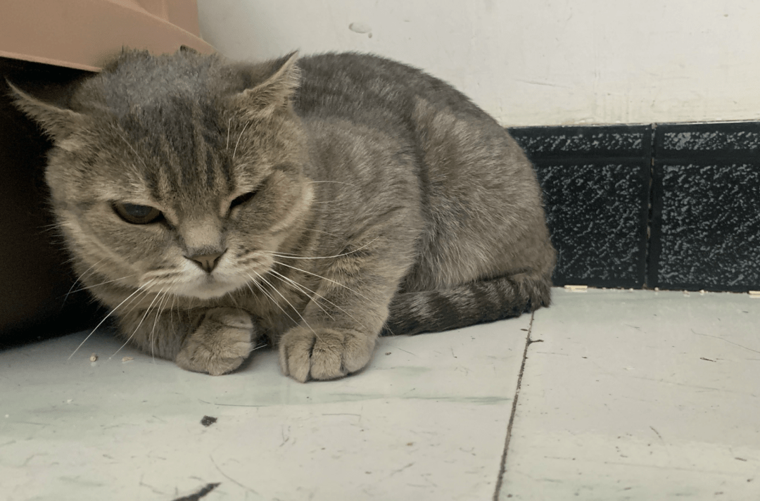 澳門一碼一肖一待一中四不像，探索與解析，澳門一碼一肖一待一中四不像，深度解析與探索