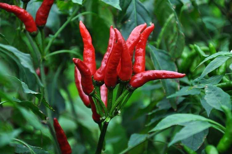 胃炎養(yǎng)胃的10種食物——健康飲食，遠(yuǎn)離胃炎困擾，健康飲食指南，胃炎養(yǎng)胃的十大食物助你遠(yuǎn)離胃炎困擾