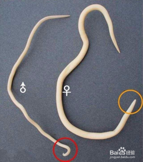 孩子有蛔蟲的七大表現(xiàn)及其影響，孩子有蛔蟲的七大表現(xiàn)及其影響，不容忽視的健康警報(bào)