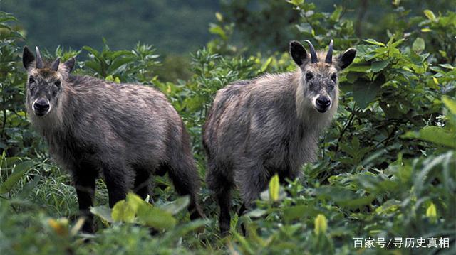 四不像必中一肖，揭秘劉伯溫的預(yù)測(cè)智慧，揭秘劉伯溫預(yù)測(cè)智慧，四不像必中一肖