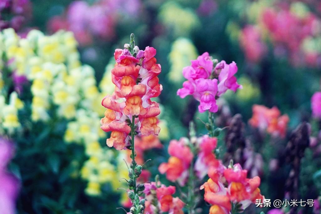 廈門旅游必去十大景點推薦——免費暢游廈門美景，廈門旅游必去十大景點推薦，免費暢游廈門美景之旅
