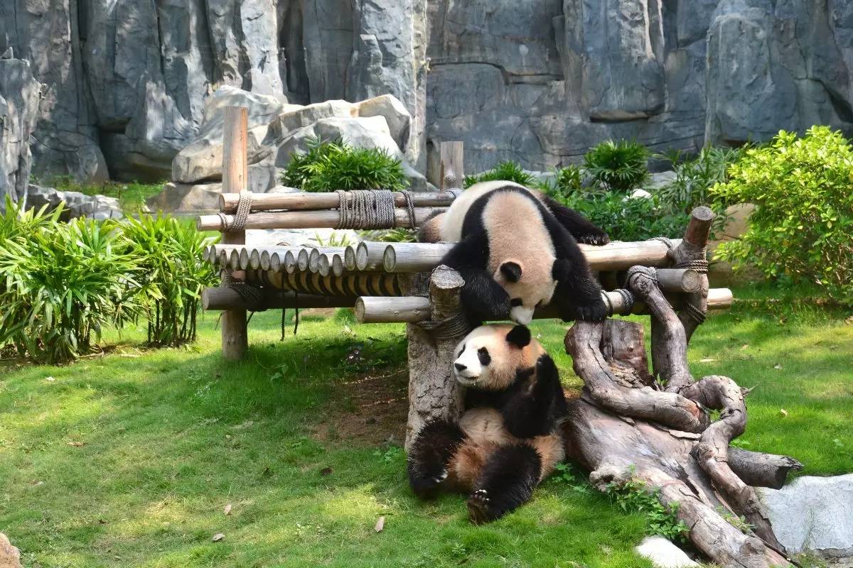 野生動(dòng)物園門(mén)票優(yōu)惠政策大揭秘，野生動(dòng)物園門(mén)票優(yōu)惠政策深度解析