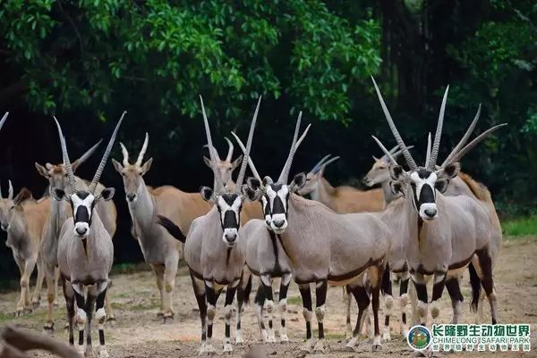 廣州長隆野生動物世界門票攻略，如何獲取最佳體驗？，廣州長隆野生動物世界門票攻略，獲取最佳體驗全指南！