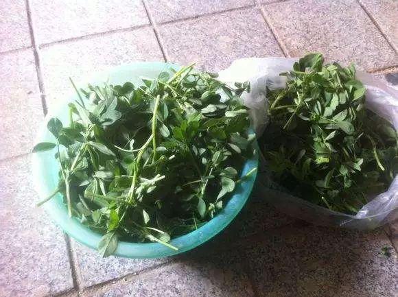 痔瘡患者必看，藥物治療與選擇最佳藥物指南，痔瘡患者必備指南，藥物治療與最佳藥物選擇