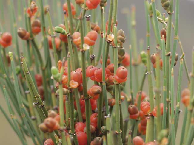 風(fēng)疹圖片與癥狀圖片詳解，認識這種疾病，風(fēng)疹圖片及癥狀詳解，全面認識風(fēng)疹疾病