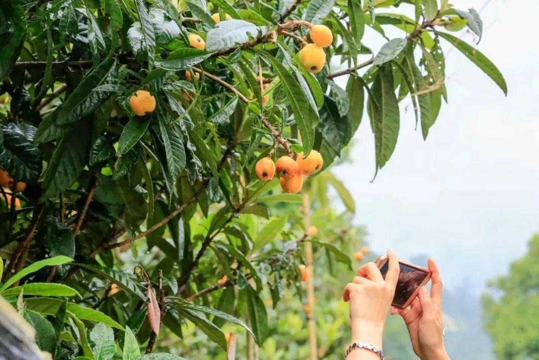 成都攻略，探索這座城市的魅力，成都攻略，探索天府之國(guó)的魅力之旅