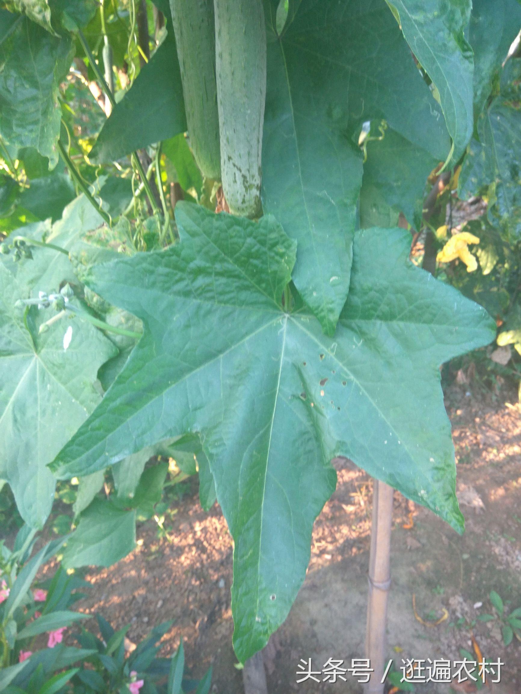 女人吃維生素C的好處，煥發(fā)健康與美麗，女人吃維生素C的益處，健康與美麗的源泉