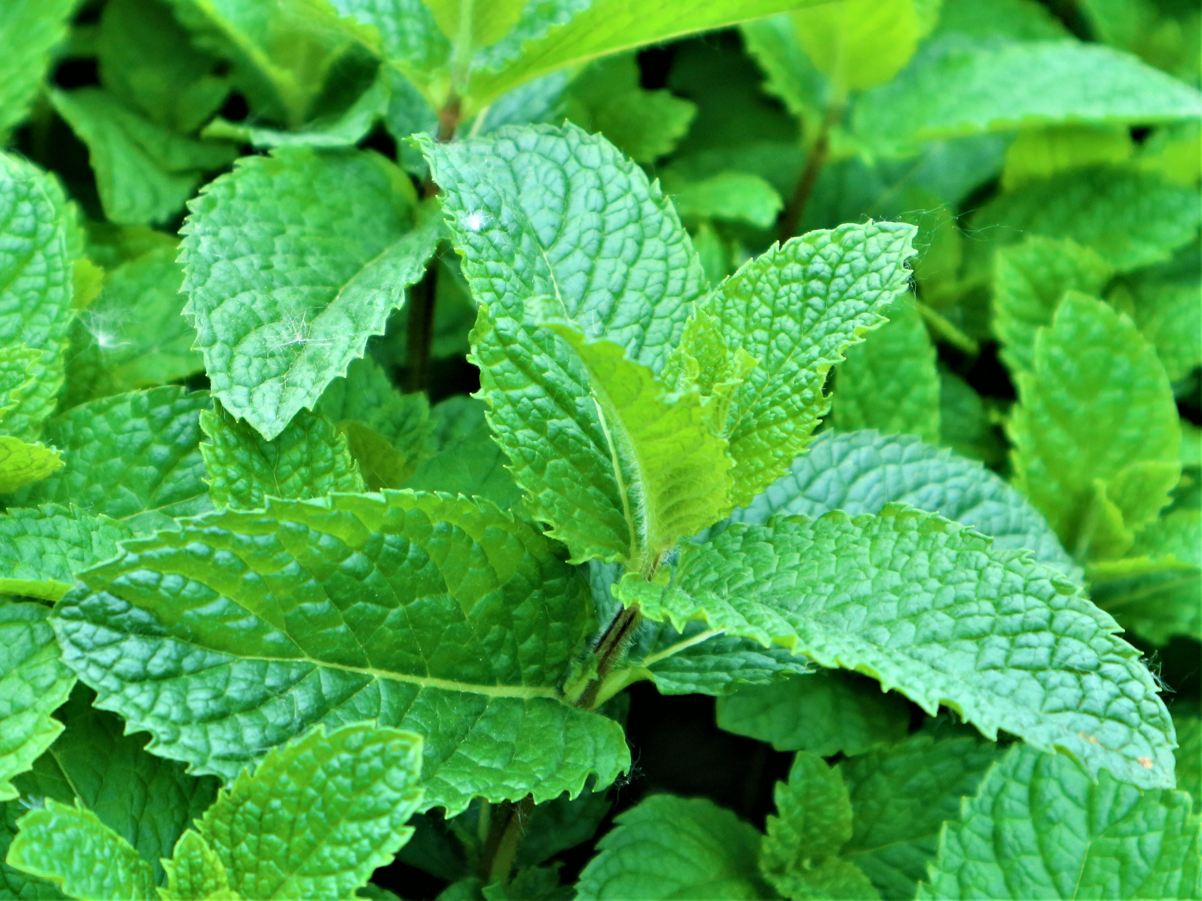 薄荷葉的功效與作用，揭示其多重健康益處，薄荷葉的多重健康益處與功效解析