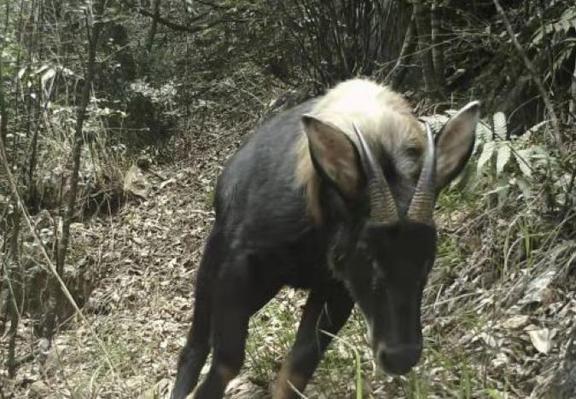 王中王四不像肖一必特，深度解析與探索，王中王四不像肖一必特，深度解析與獨特探索
